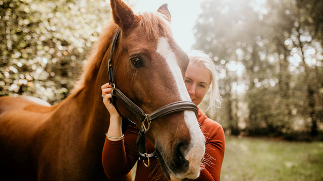 Jellymud equestrian t-shirt collection 